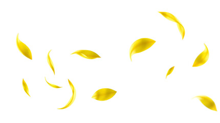 Flying yellow petals isolated on transparent background