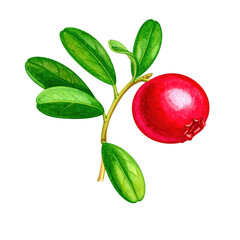 A single ripe lingonberry with green leaves on a branch isolated transparent background watercolor painting