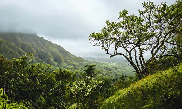 Lush Green Mountain Valley Under an Overcast Sky Featuring Abundant Tree Foliage in a Serene Landscape