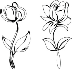 Elegant Line Art Floral Illustrations Two Flowers Simple Black and White Botanical Drawings