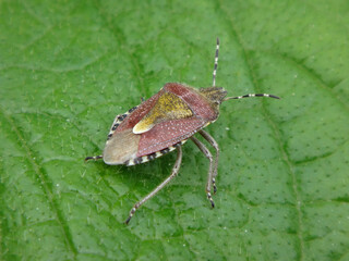 Hairy shield bug (Dolycoris baccarum), adult in spring and summer colours sitting on a green leaf
