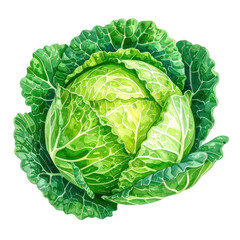 Obraz premium Vibrant watercolor painting of fresh green cabbage with detailed leaves and natural veins, showcasing beauty of this healthy vegetable in realistic style