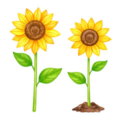 Fototapeta premium Two bright yellow sunflower plants with green leaves and brown centers are beautifully illustrated in watercolor style showing natural growth and vibrant colors