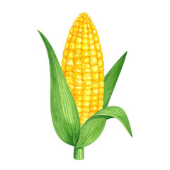 Obraz premium Vibrant watercolor illustration of fresh corn cob with bright yellow kernels and green husk leaves creating natural and lively feel in this detailed artwork