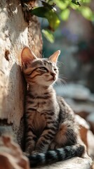 Fototapeta premium A gray tabby kitten resting against a stone wall in sunlight.
