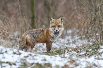 Wild fox in snowy forest nature photography winter wildlife scene