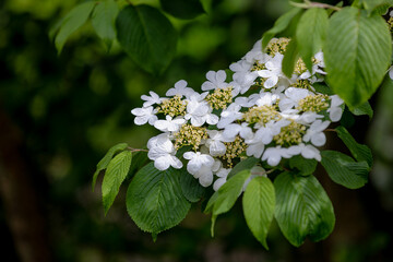 Selective focus  white cream flower of Japanese snowball blooming in the garden with green leaves,...
