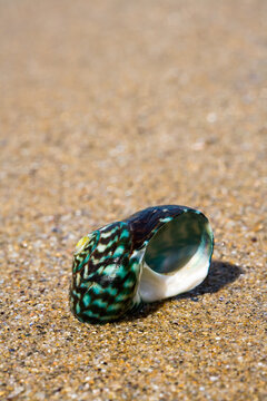 Close up of shell on beach