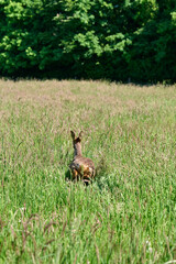 roedeer buck in a field