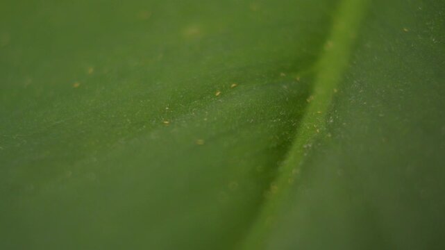 Close up view of very small thrips attacking a green monstera leaf