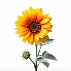 Obraz premium Beautiful Sunflower with Bud and Leaves Isolated on White Background
