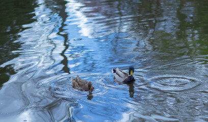 Ducks swimming in a calm pond surrounded by trees in springtime