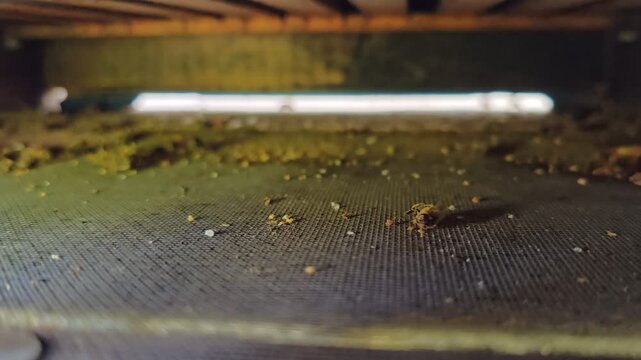 Dead honeybees at bottom of hive after winter losses in European apiaries, depicting mass colony collapse beekeeping.