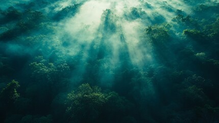 Fototapeta premium Misty forest canopy