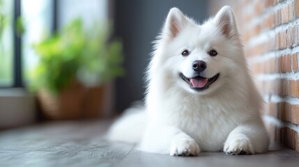 Adorable Samoyed Dog Indoors, Near Window and Brick Wall