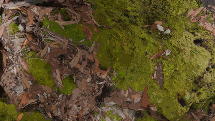 Mossy rock on the forest floor