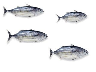 Design image of a group of fresh bonito fish on a white background