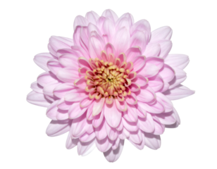 Chrysanthemum flower head close up isolated on transparent background