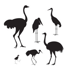 Different types of birds. Vector silhouette image collection.
