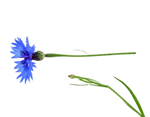 Cornflower stem with blue petals and bud isolated on transparent background