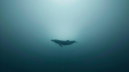 Obraz premium Majestic whale glides through deep ocean