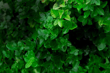 Vibrant green foliage details captured in a lush garden setting