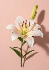 Fototapeta premium Floral Background 