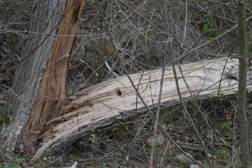 Broken Tree Trunk in Forest with Exposed Wood and Bark