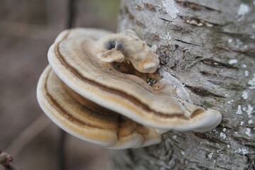 Close-Up of Tree Fungus Growing on Bark