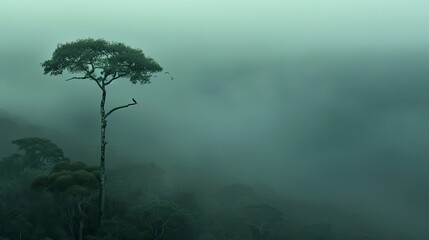 Obraz premium Misty forest scene with lone tree and bird
