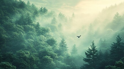 Misty forest with bird