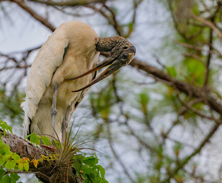 Wood stork preening high in the trees at Highlands Hammock State Park in Florida