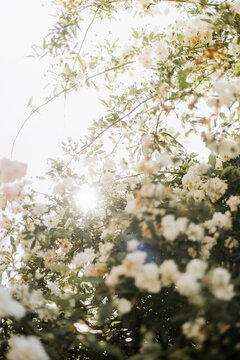 Fototapeta White flowers bloomed during spring