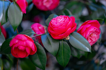 Selective focus of Camellia japonica with green leaves in garden, Purple pink japanese camellia flowers or the rose of winter, Flowering plant genus in the family Theaceae, Natural floral background.