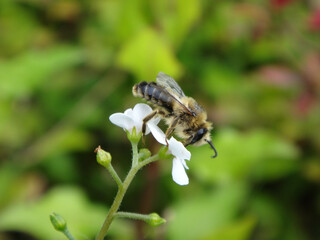 Blunthorn bee (Melitta sp.), male feeding on a white  forget-me-not flower