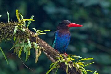 Blue bellied kingfisher on a tree branch