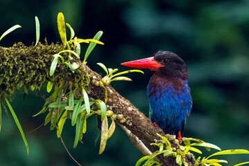 Blue bellied kingfisher on a tree branch