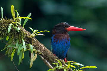Blue bellied kingfisher on a tree branch