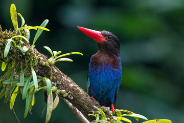 Blue bellied kingfisher on a tree branch