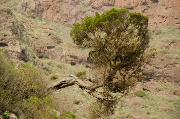 Juniper Juniperus turbinata canariensis. Agulo. La Gomera. Canary Islands. Spain.