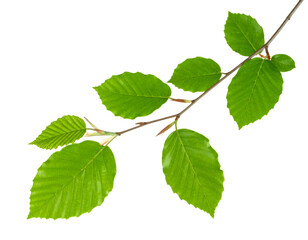 Fototapeta premium Beech branch with green leaves isolated on transparent background