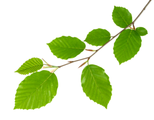 Beech branch with green leaves isolated on transparent background