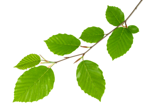Beech branch with green leaves isolated on transparent background