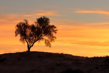 Obraz premium Tree silhouette alone on sandy hill at sunset ambiance 