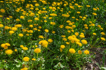 A field full of yellow dandelions in bloom, surrounded by green grass.