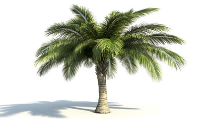 Obraz premium Tropical palm tree with green leaves on a white background