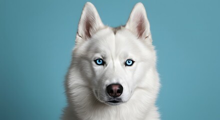 Obraz premium Majestic White Husky Dog with Striking Blue Eyes A Captivating Portrait