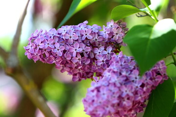 Lilac flowers close  up, beautiful blossoms in full bloom, nestled in a springtime garden. Sun rays on green leaves. Selected focus.