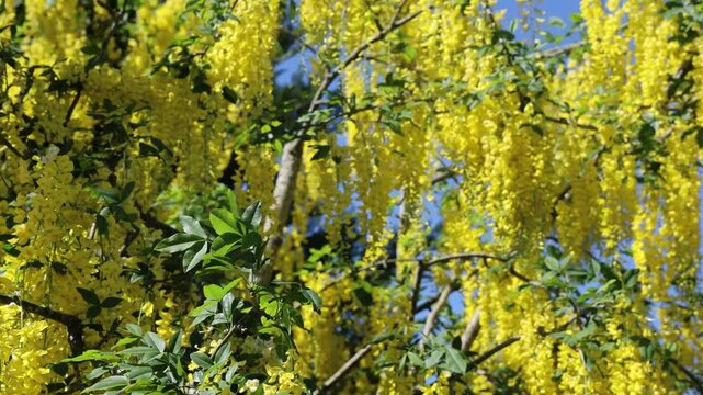Laburnum anagyroides, commonly known as golden chain tree, displays its vibrant yellow flowers against a clear blue sky.