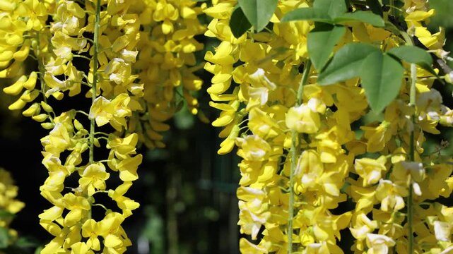 Close up of vibrant yellow laburnum flowers hanging from branches, swaying gently in the breeze against a dark background.